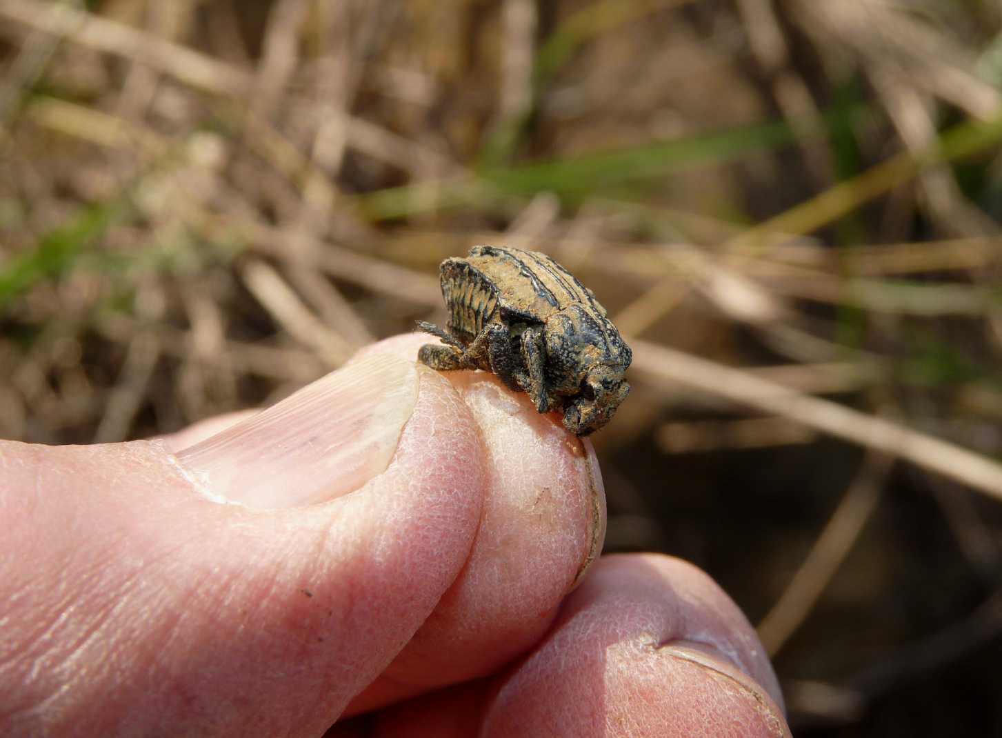 Brachycerus undatus (Brachyceridae)